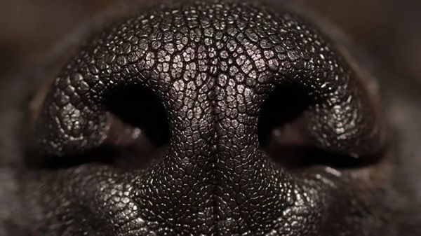 dog nose print unique identification