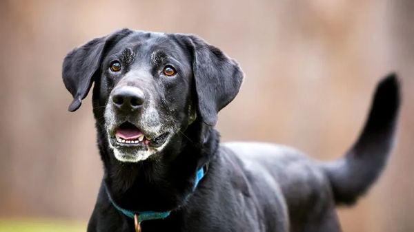 feeding your senior dog