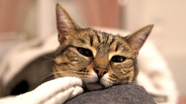 feline hypertension signs and management