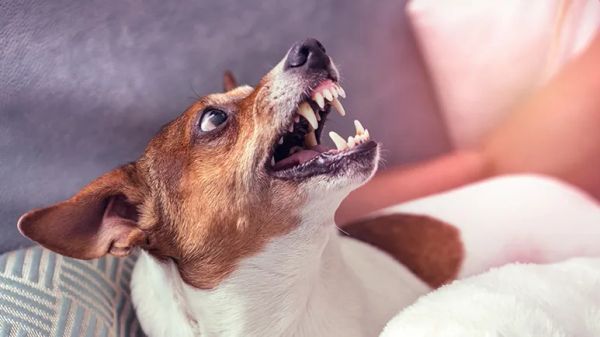 how strong is your dogs bite