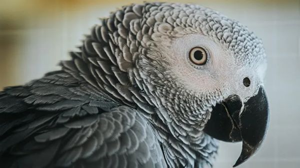 man lost parrot reunited