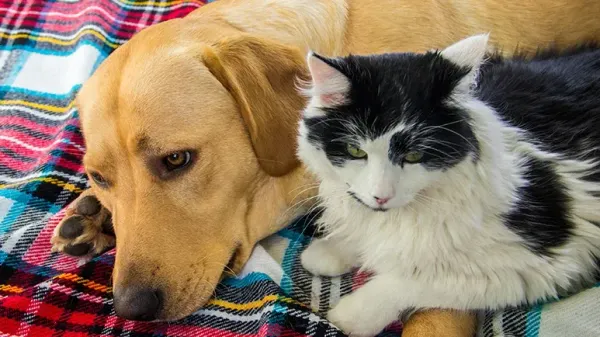 pet obesity diet exercise tips