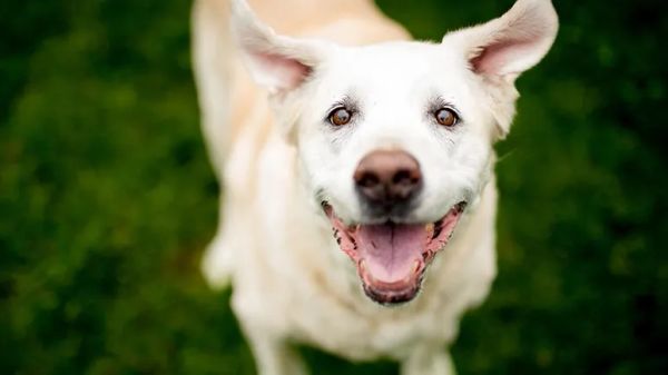 senior dog health and wellness tips