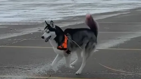 the blind dog who runs like the wind
