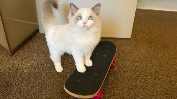 the cat who loves skateboarding