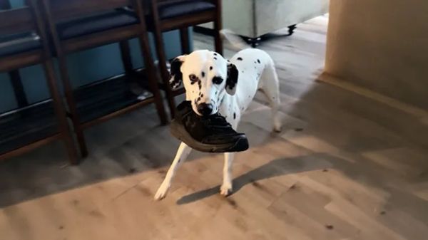 the dalmatian he dreamed of since childhood