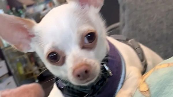 the dog who wont stop trying to play