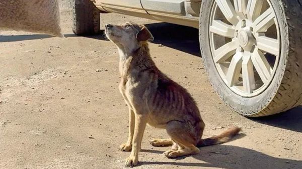 the kindest stray youll ever meet