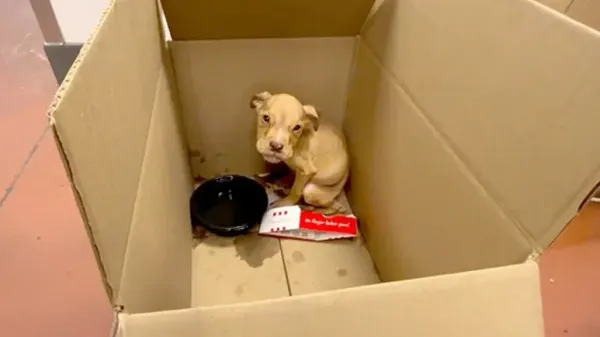 the tiny puppy who wasnt supposed to survive