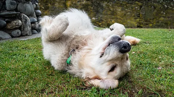why do dogs roll on their backs