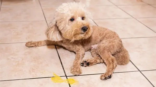 yellow vomit in dogs