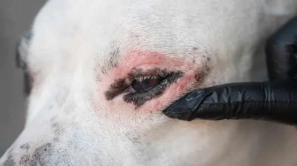 zinc responsive dermatosis dogs
