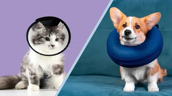 best recovery collars for pets