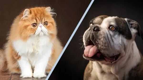 breeding pets for physical traits cruelty