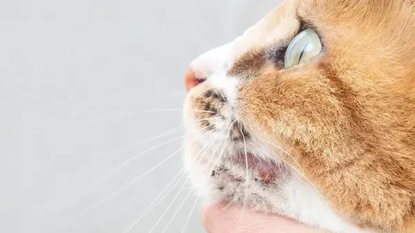 cat chin acne