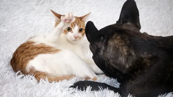 cat-friendly dog breeds