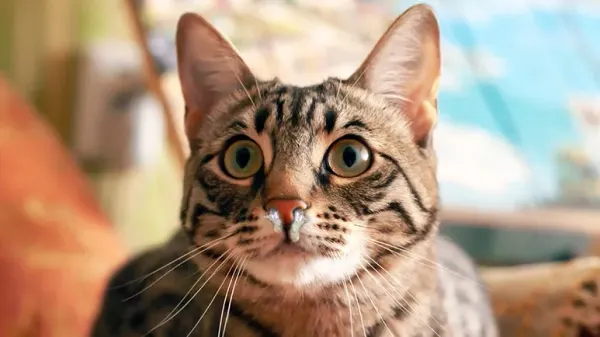 cat runny nose causes symptoms