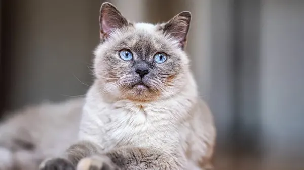 cats aint doing right cases