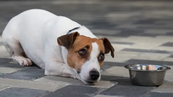 chronic digestive problems dogs