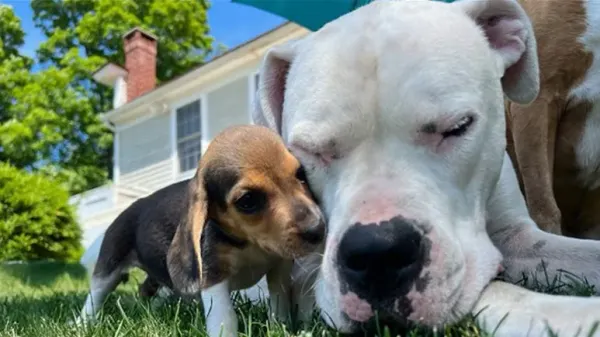 deaf dog became a puppy nanny