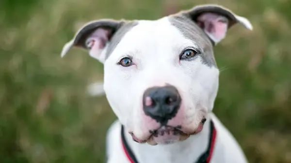 dog gazes trigger oxytocin