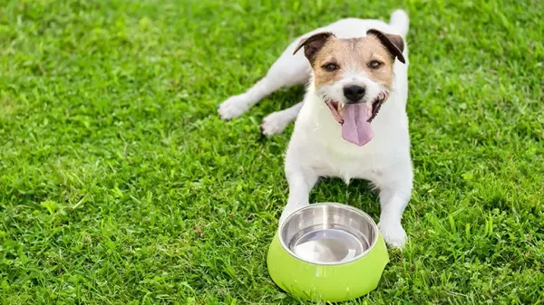 dog summer dehydration tips