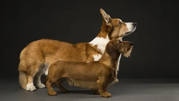 dwarfism in dogs