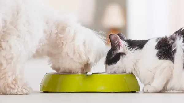 fat pet feeding strategies
