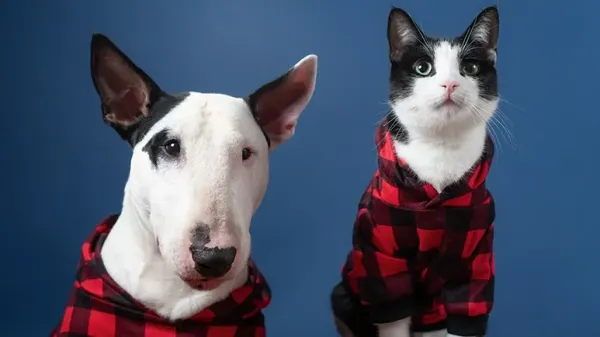 fostering military pets