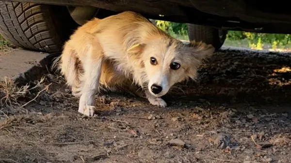 from abuse to an unbreakable bond