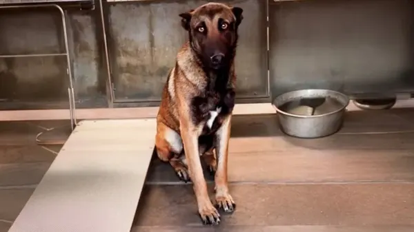 from euthanasia list to a loving home