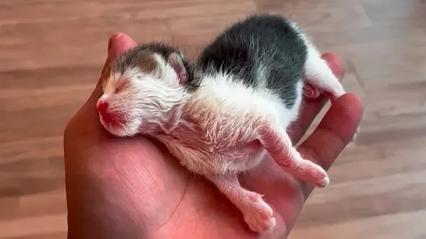 from travel plans to saving tiny lives