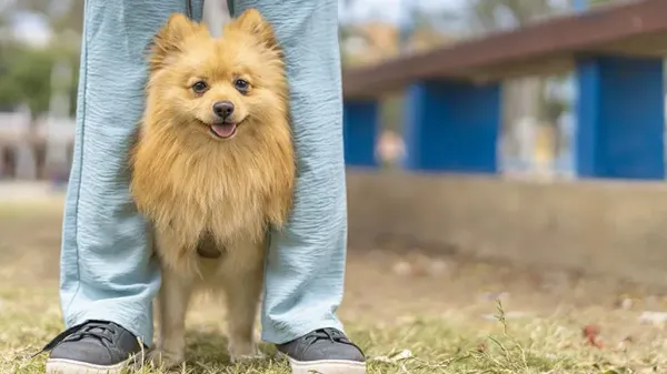 how your dogs posture reveals their health