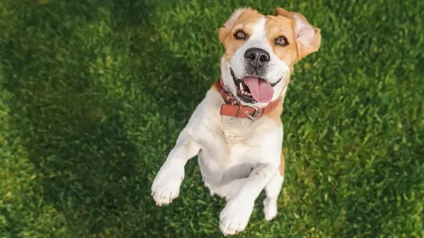 musical canine freestyle