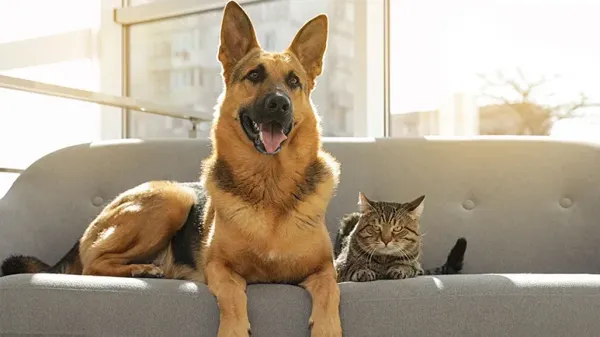 pet friendly homes
