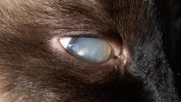pet glaucoma warning signs