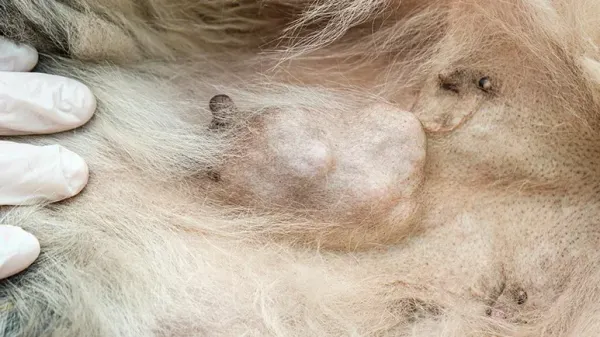pet tumor