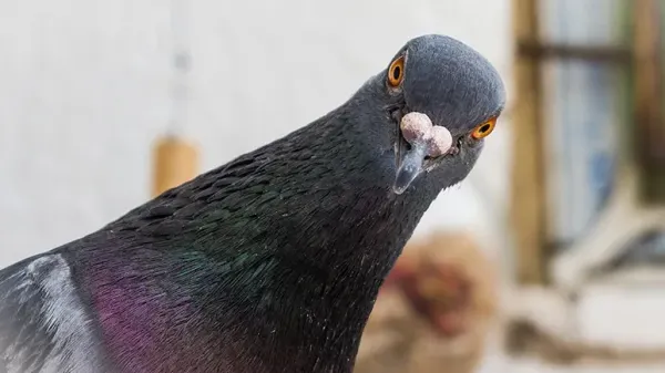 pigeon facts