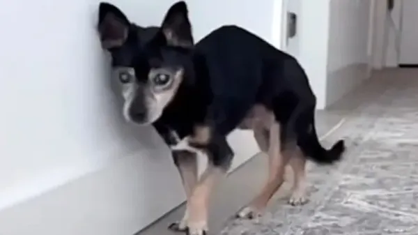 she asked for the dog no one wanted