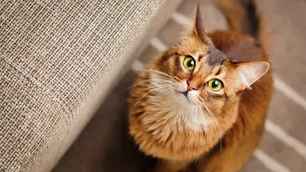 somali cats