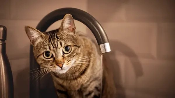 strange cat behaviors