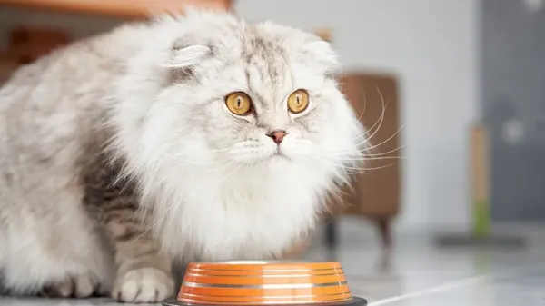 taurine deficiency in cats