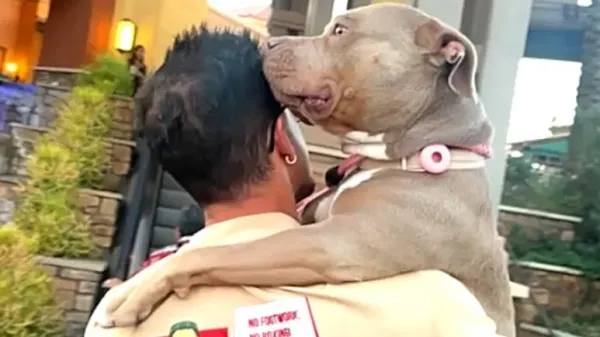 the aggressive dog no one understood