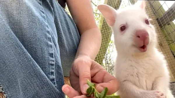 the albino wallaby who needed a mom