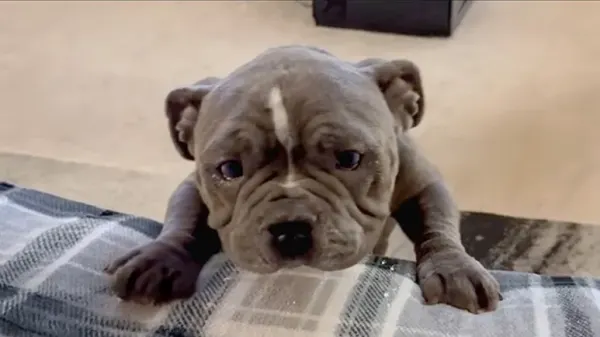 the bulldog no one wanted