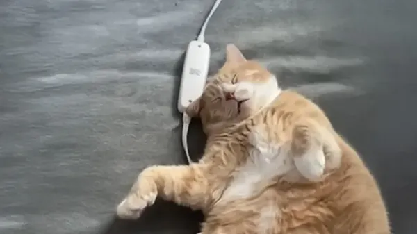 the cat who learned to trust again