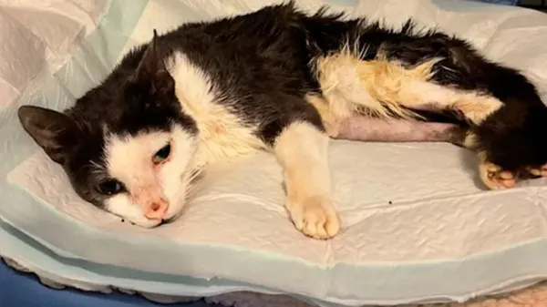 the cat who refused to give up