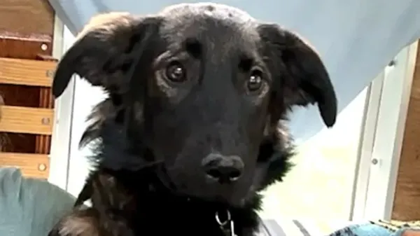 the dog learning to be brave