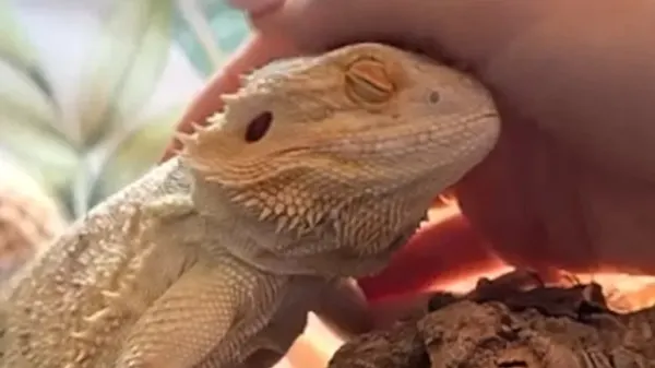 the reptile no one thought would survive