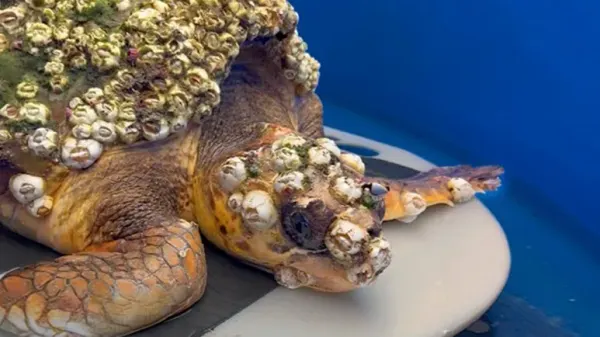 the sea turtle who beat the odds